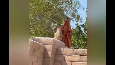 VIDEO: Bobcat family spotted in Summerlin neighborhood