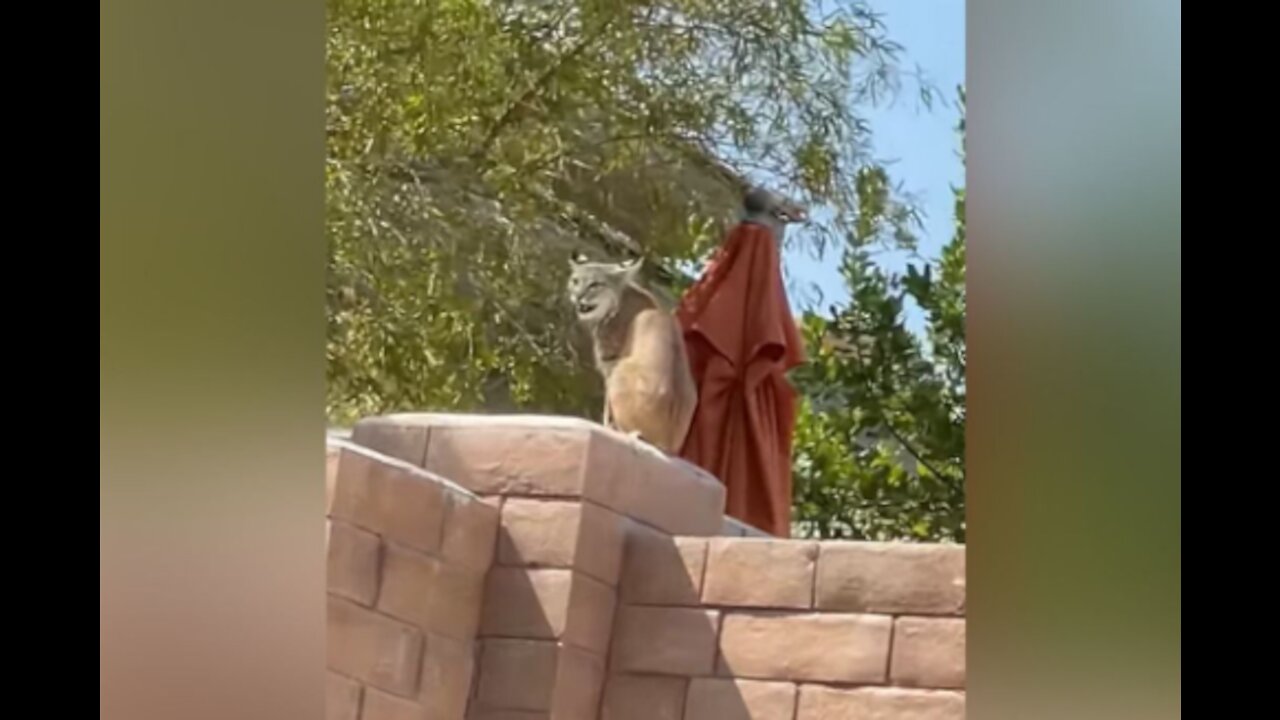 VIDEO: Bobcat family spotted in Summerlin neighborhood