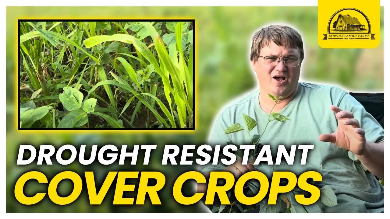 This Drought Resistant Crop Improves Soil Health and Livestock Love It