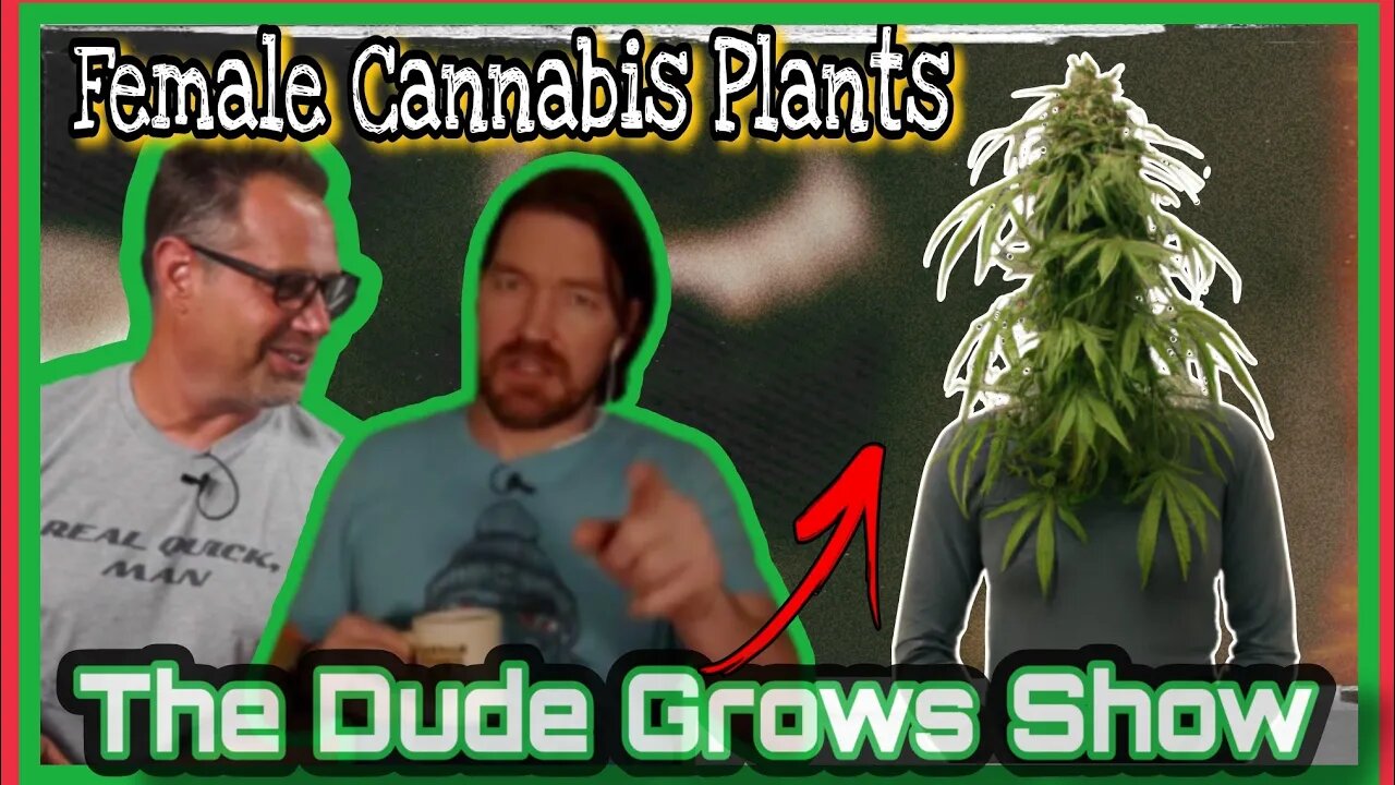 How to Identify & Clone Female Cannabis - The Dude Grows Show 1,454