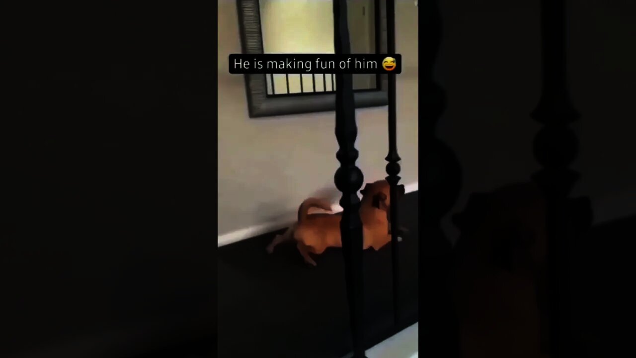 Tollolo doggo 😂😂🐶