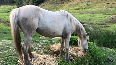 Halo the palomino brumby eating hay. The grass is starting to show Spring growth