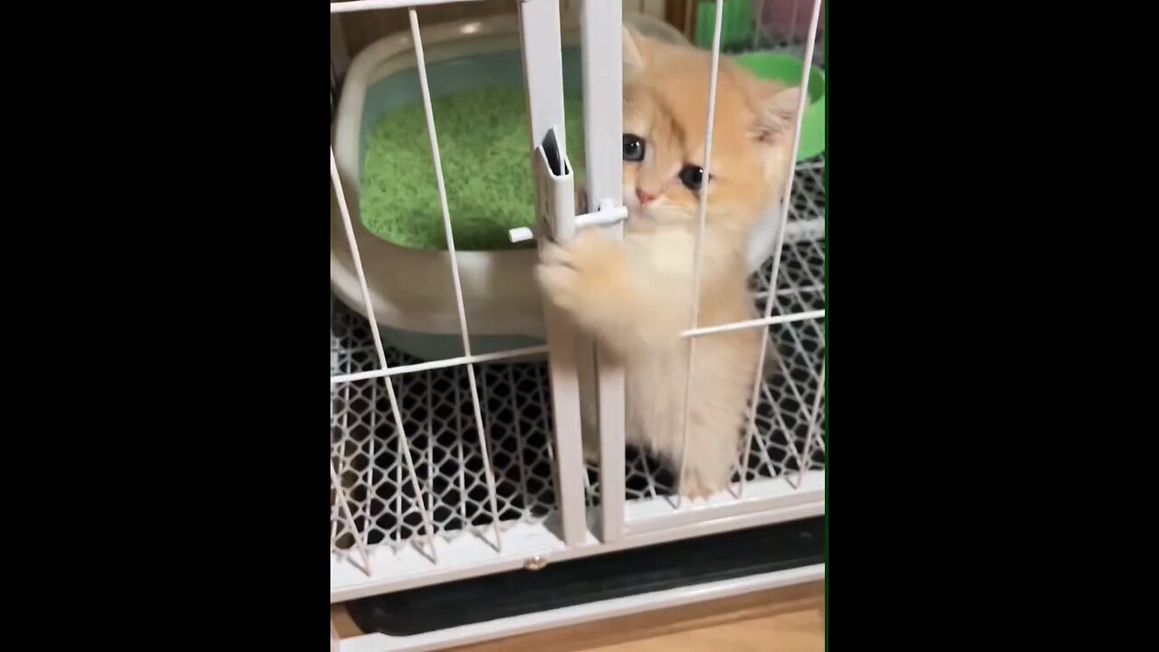 Cute Cat 🥺🥺