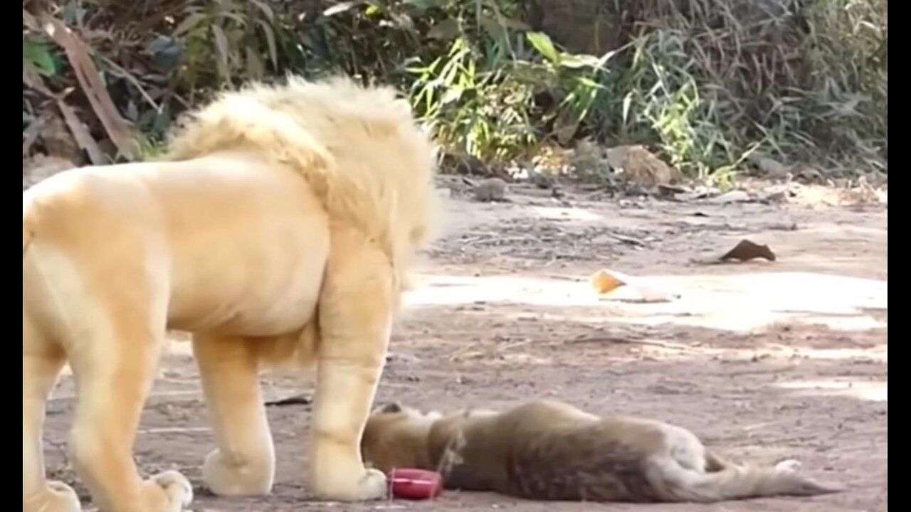 funny dogs & fake lion and fake tiger prank