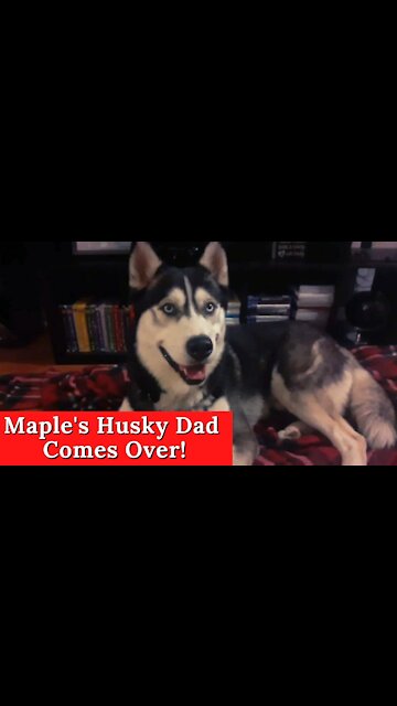 Maples Husky Dad Comes Over *Volume Warning, Ruckus Had A Lot To Say*