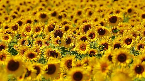 sunflower🌻 lofi + makeup (BACKGROUND/CHILL/NO TALKING)