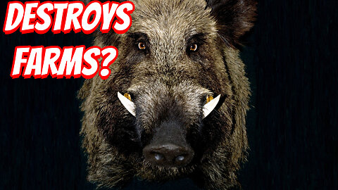 The Destructive Feral Hogs!