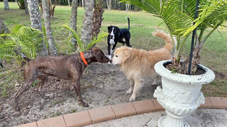 Great Danes Enjoy Play Date With Retriever & Pointer Dog Friends