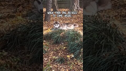 Stubborn Husky