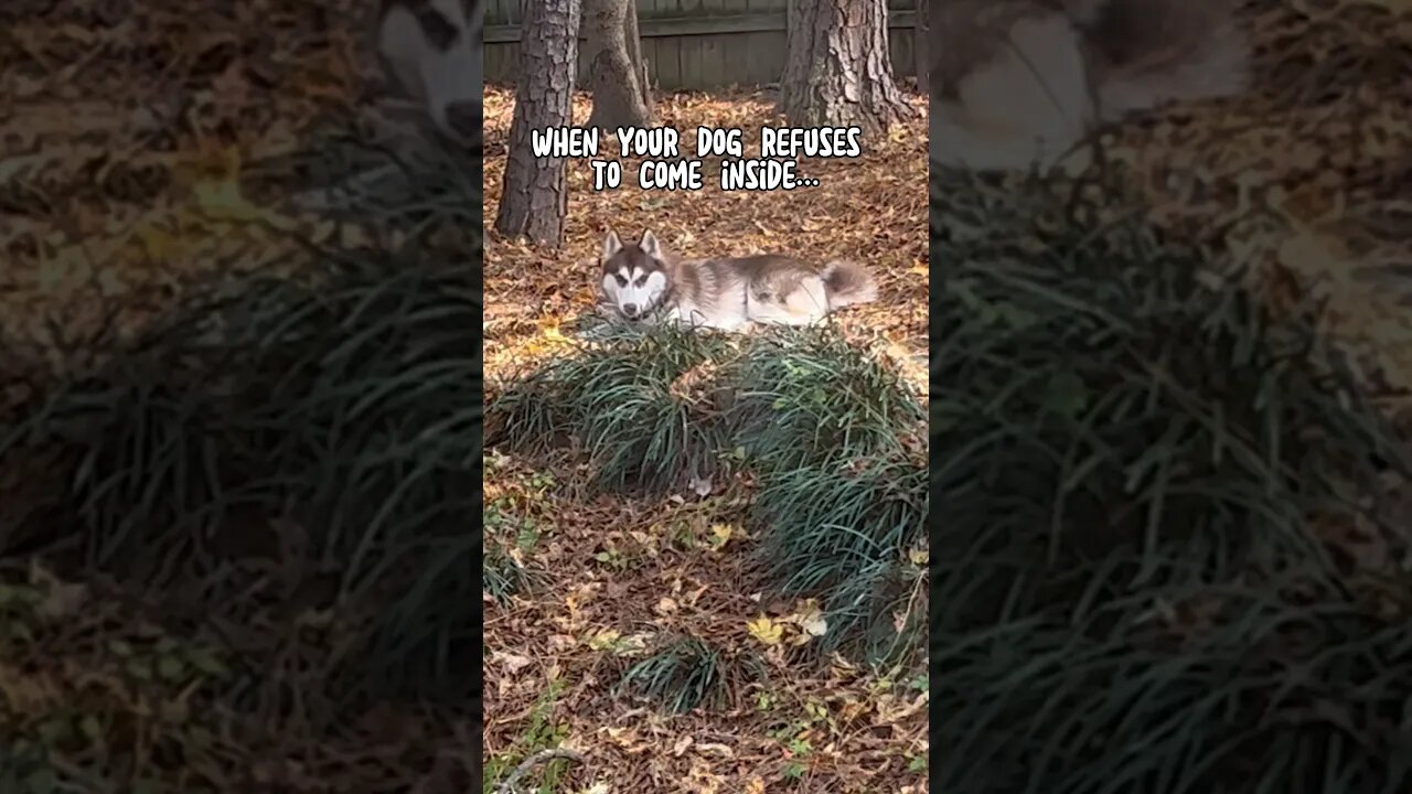 Stubborn Husky