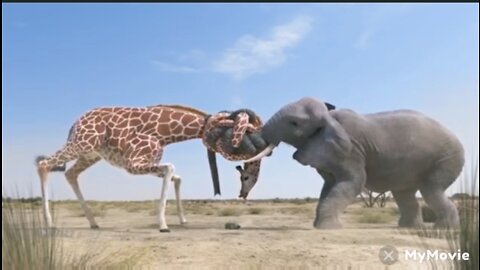 Elephant Vs Giraffe.kazia video New video 2022