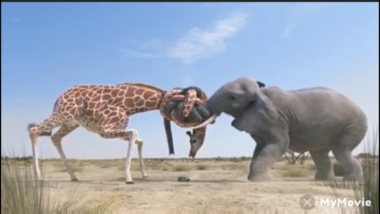 Elephant Vs Giraffe.kazia video New video 2022