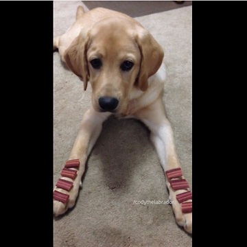 Labrador exhibits incredible self-control during training