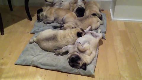 Cute Pile of Pugs Sleeping