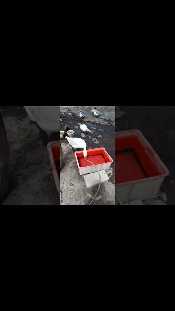 Ezra is waiting for his water again