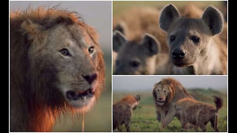 LION TRAPPED BY A BUNCH OF HYENAS