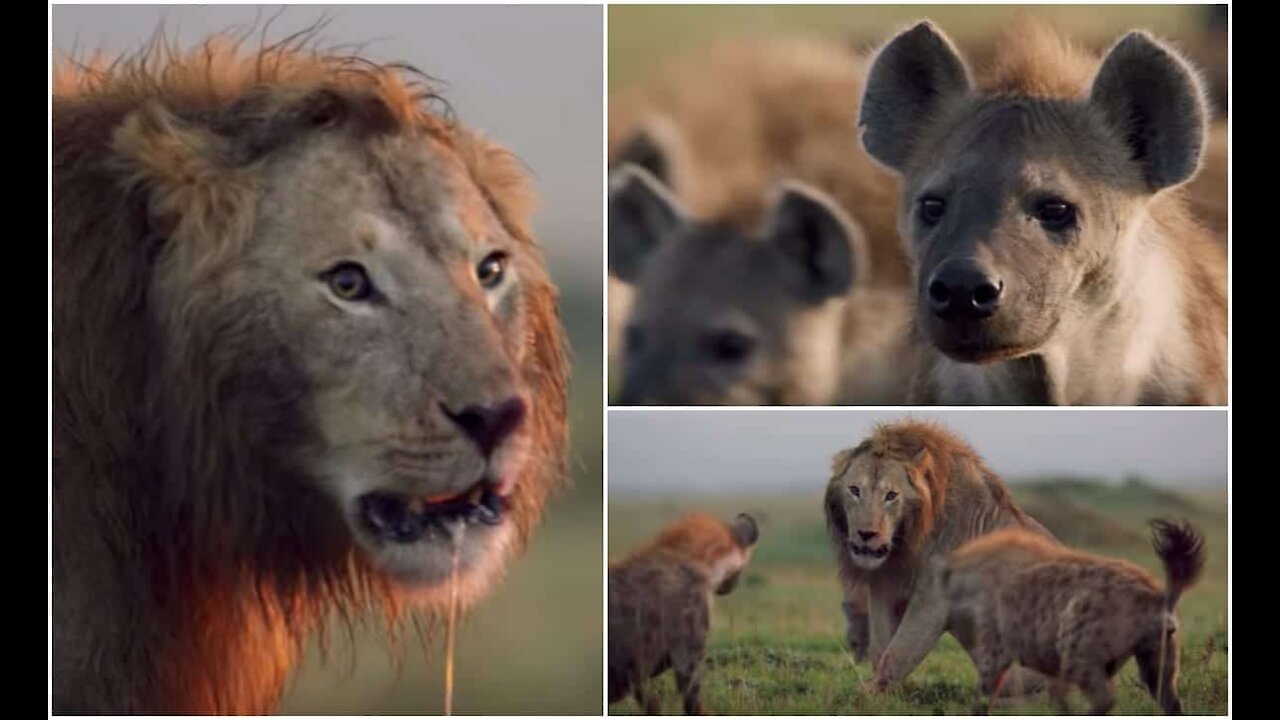 LION TRAPPED BY A BUNCH OF HYENAS