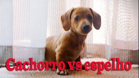 Cachorro vs espelho