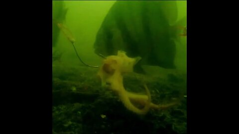 spadefish in the deep