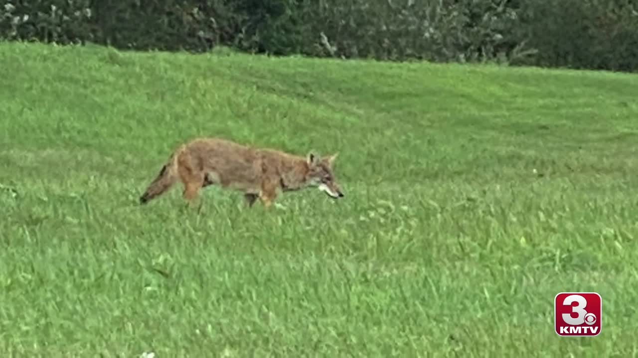 Coyote sighted in field by Bellevue shopping center