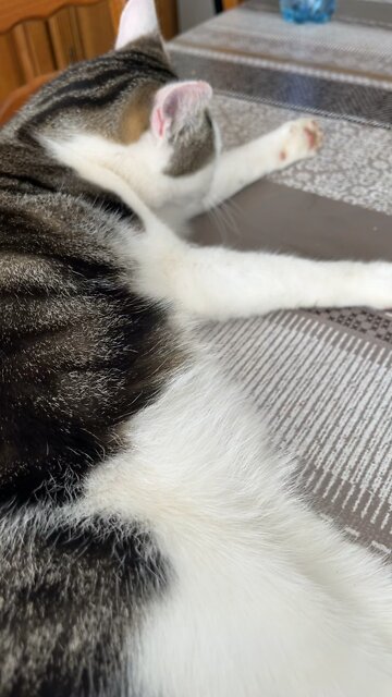 simba fait sa toilette