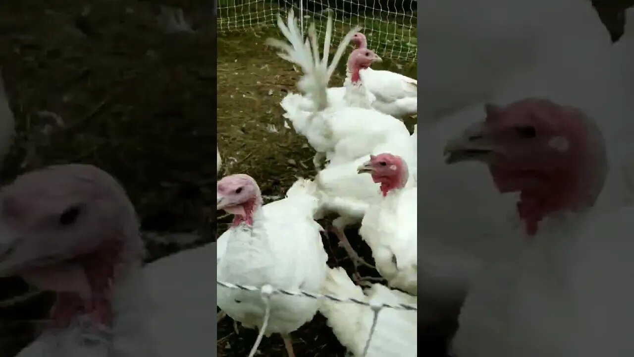 #turkeys #shorts