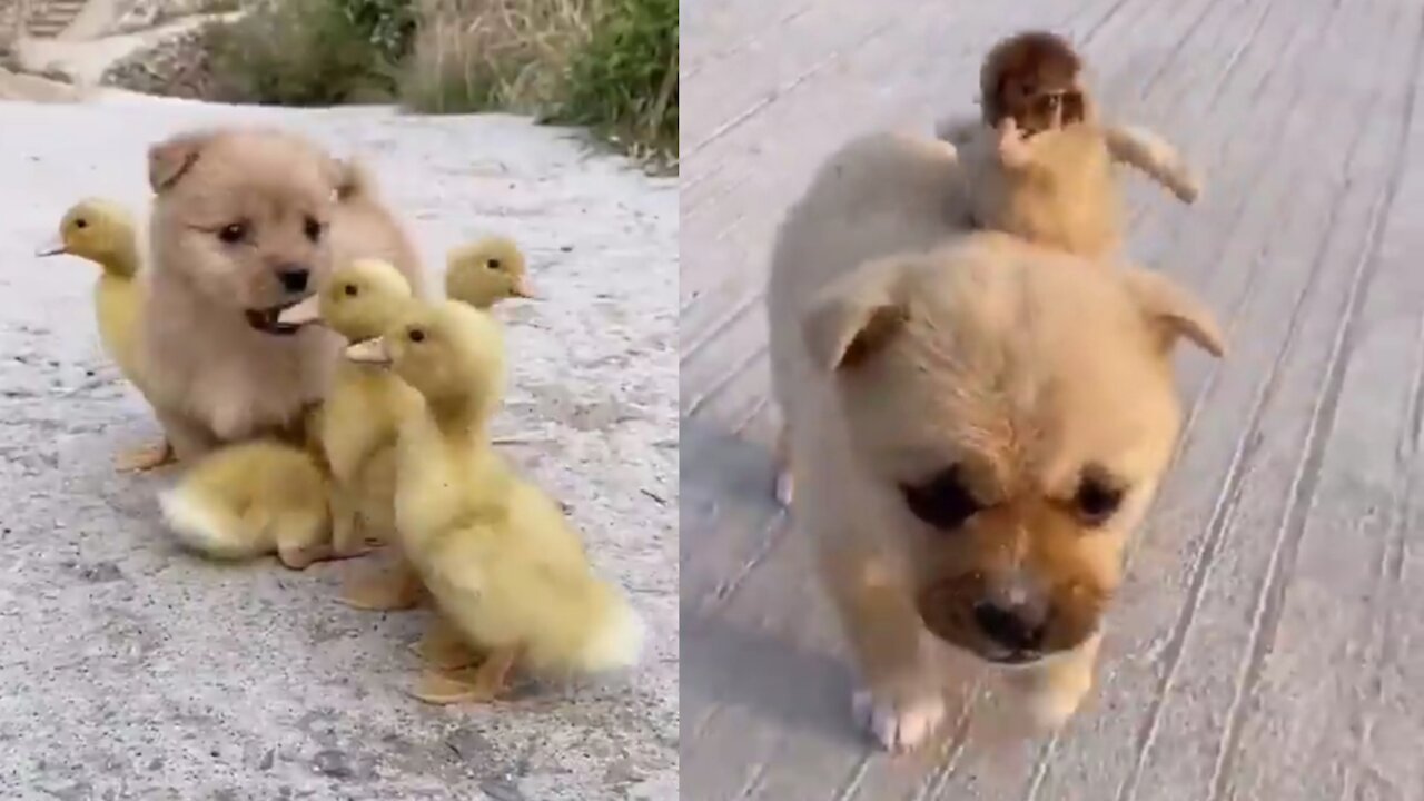 Cute animals doing funny