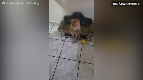 Gato se senta-se como um humano!