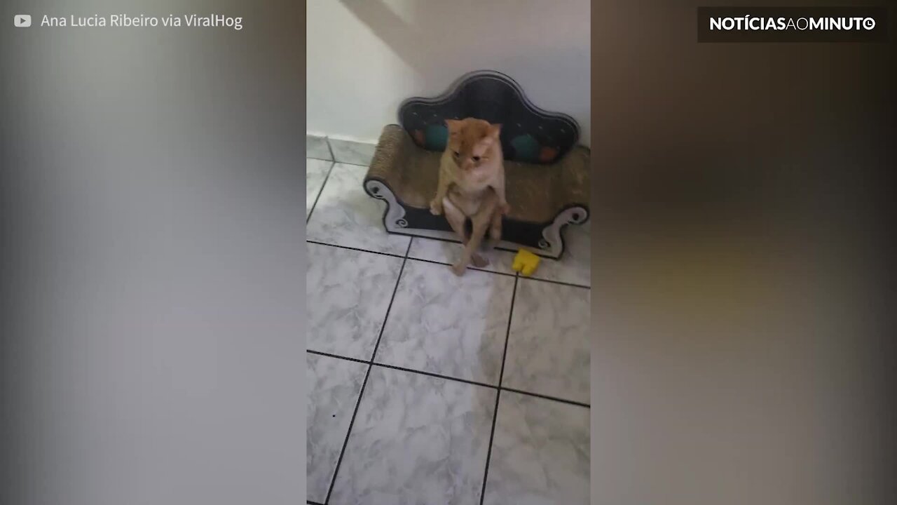 Gato se senta-se como um humano!