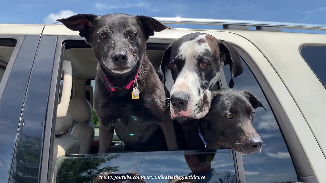 Polite Great Danes And Dog Friends Go Out For Burger Treat