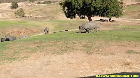 San Diego Safari Park part 3
