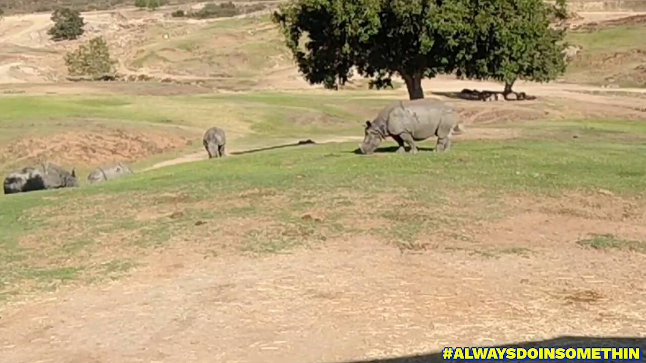 San Diego Safari Park part 3