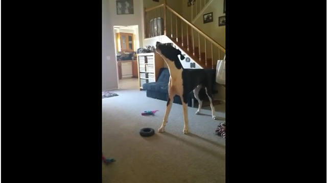 Great Dane is a huge fan of Frank Sinatra