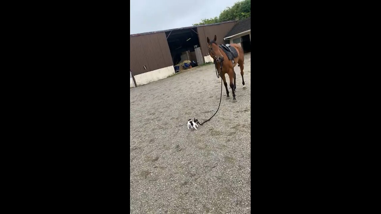 Tiny puppy brings the horse over