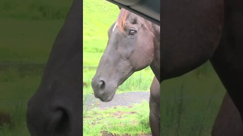 My beautiful horse 💕