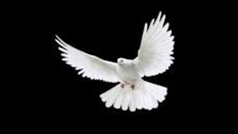 flying white pigeon png