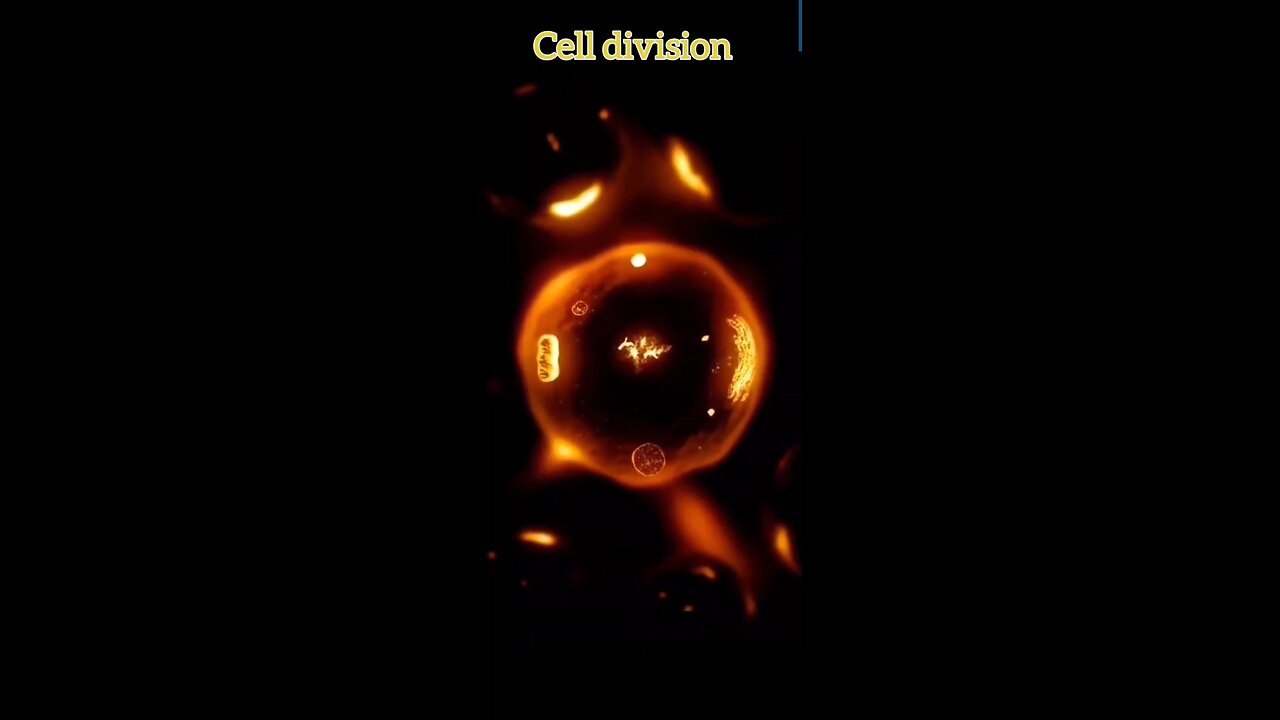 cell division