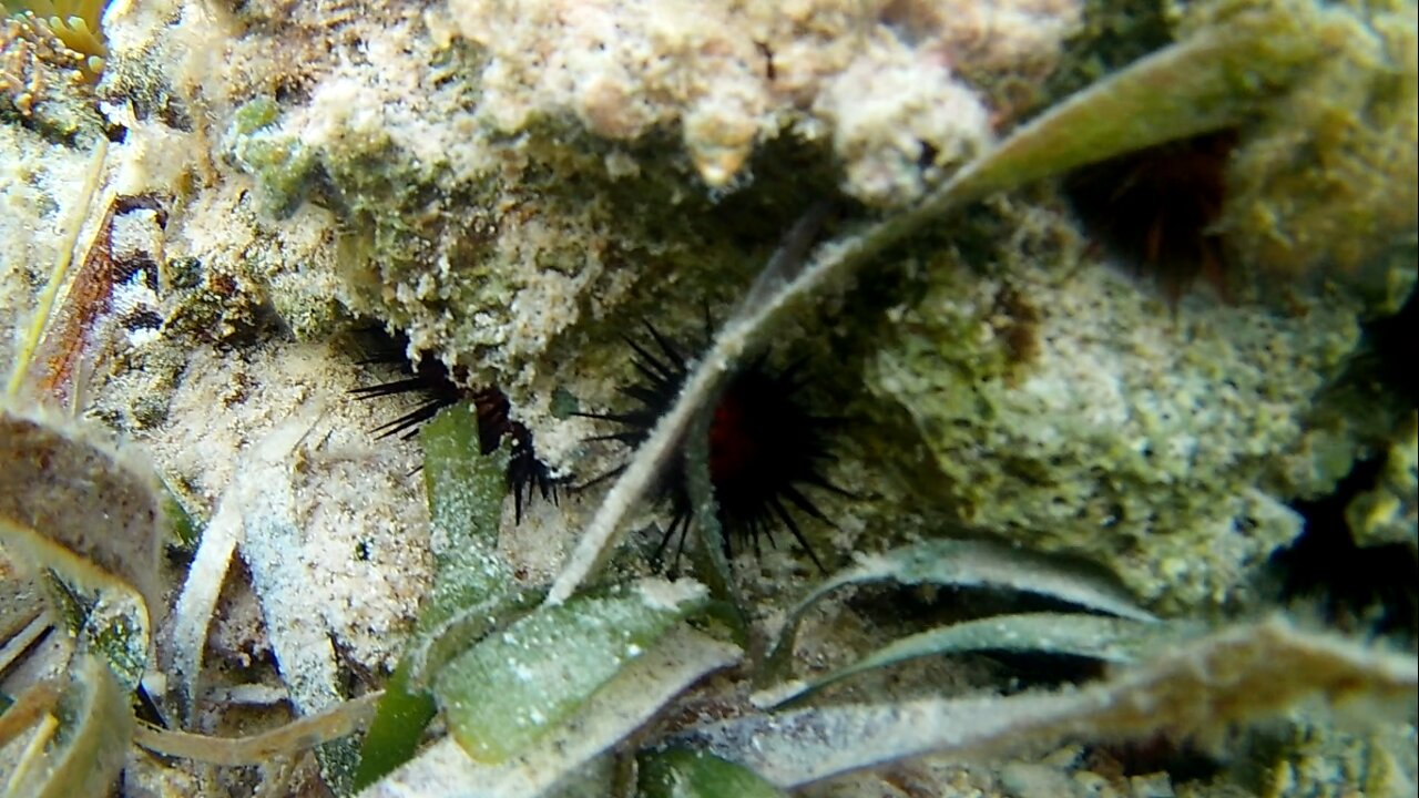 Can you Spot the grouper Fish?