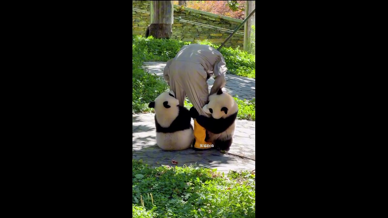 Panda 🐼 Funnyvideo 🤣🤣🤣||stop it