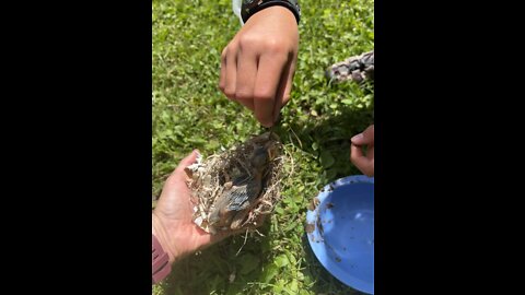 Baby bird eating a worm