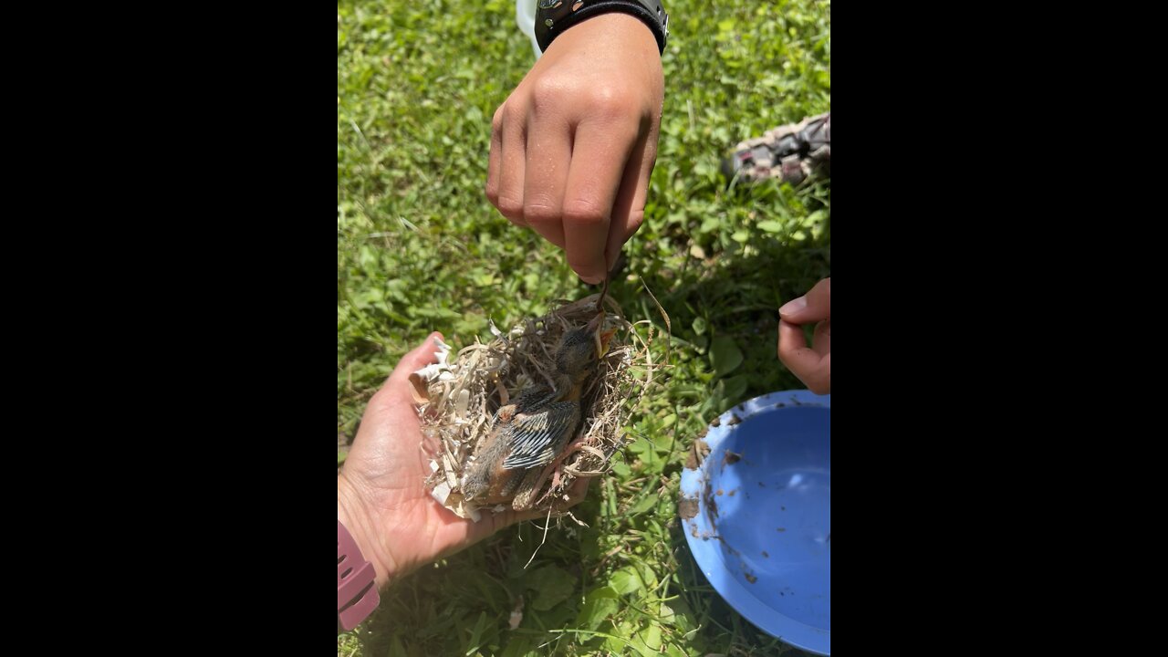 Baby bird eating a worm