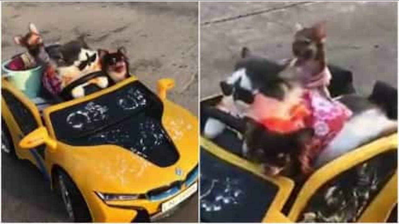 Il gatto e gli amici fanno un giro in auto