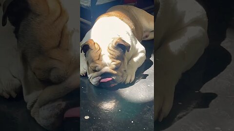 Always Finds the 🌞 #dogsofyoutube