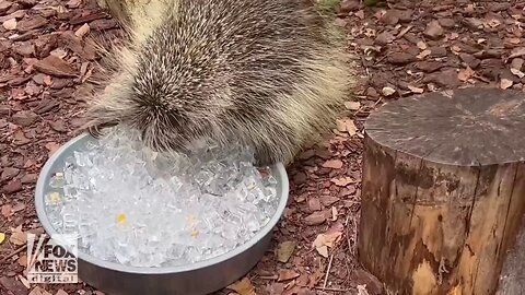 Porcupine Cools Off In Unique Way At Local Zoo