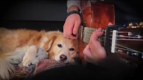 Music for dogs