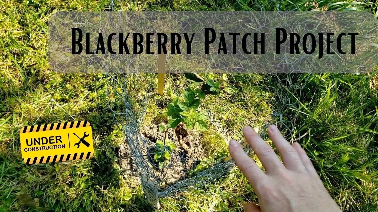 Protecting our Blackberries | Growing Blackberries from Volunteer Shoots