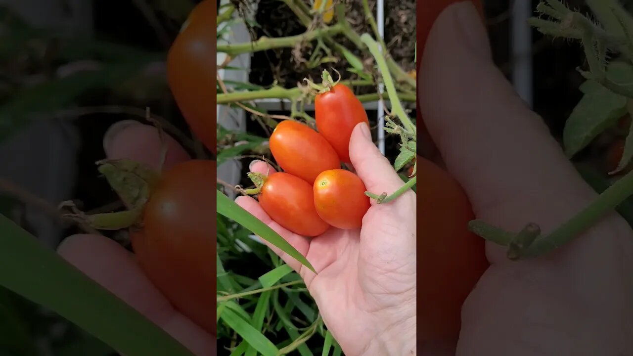 Plum Tomatoes