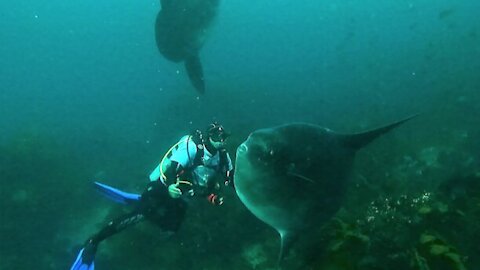 Scuba diver swims among one of the world's most bizarre fish