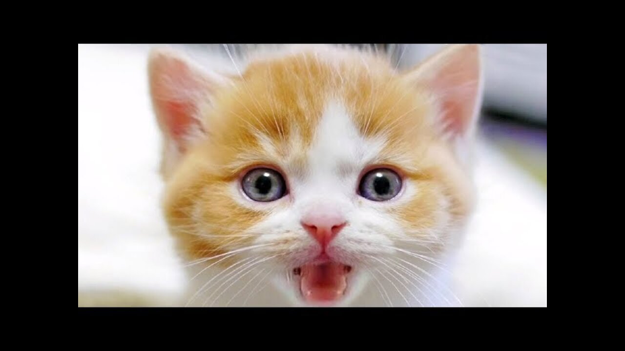 💗Cute And Funny Pets | Try Not To Laugh To These Pets Compilation #8 Cutest Lands