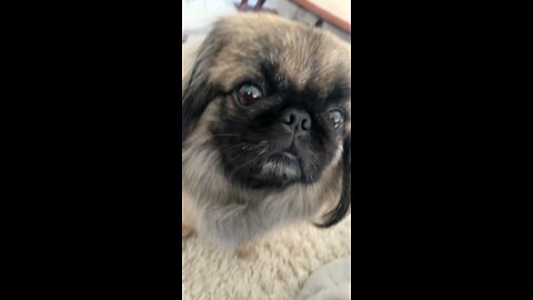 Pekingese is king